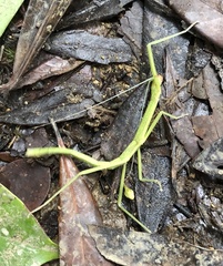 Lopaphus balteatus