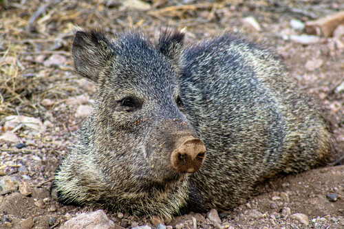 Collared Peccary