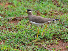 Vanellus malabaricus