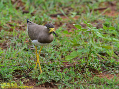 Vanellus malabaricus