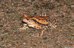 Bufo