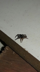 Sumampattus quinqueradiatus