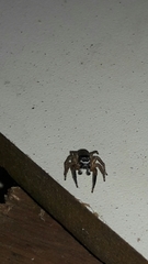 Sumampattus quinqueradiatus