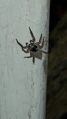 Sumampattus quinqueradiatus