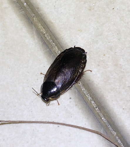 Surinam Cockroach
