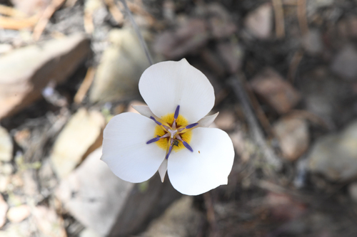panamint mariposa lily (Calochortus panamintensis)