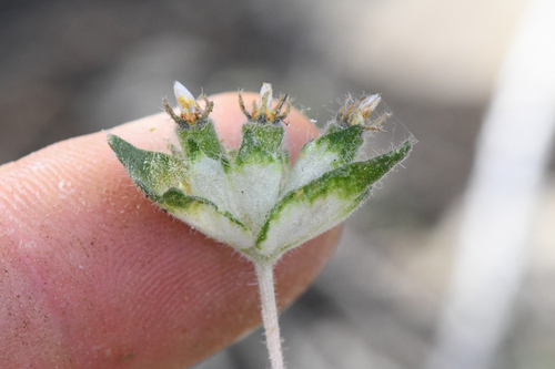 United blazingstar (Mentzelia congesta)