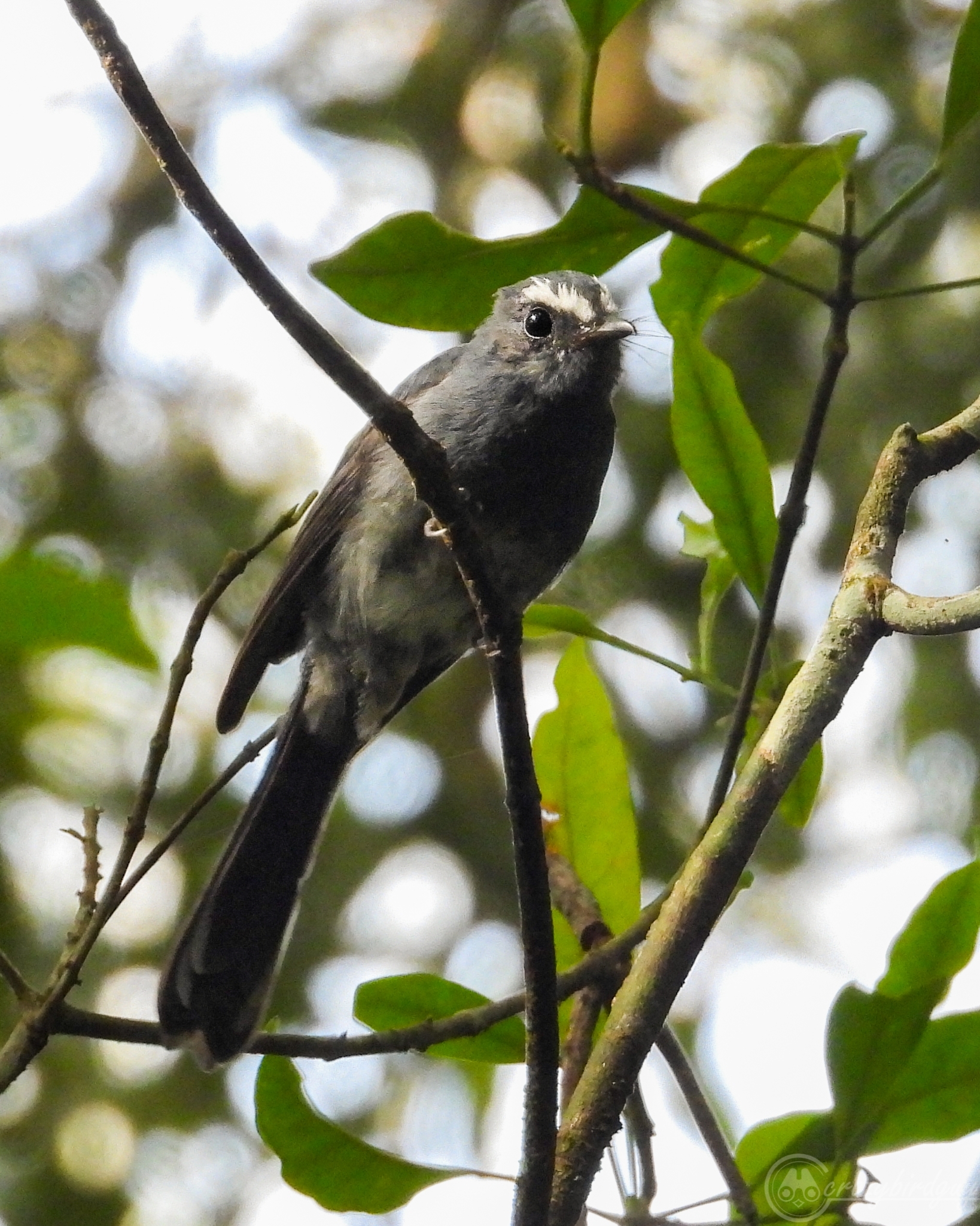 White-bellied Fantail (Rhipidura euryura), photo 3