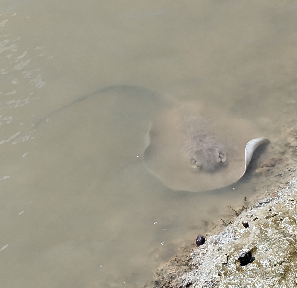 Chupare stingray (Himantura schmardae) — Dasyatidae