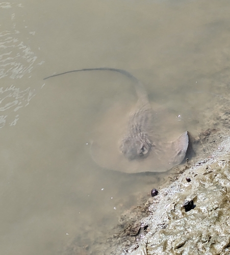 Chupare stingray (Himantura schmardae) — Dasyatidae — 5