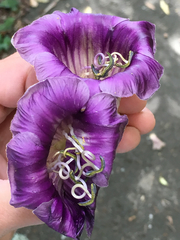 Cobaea scandens