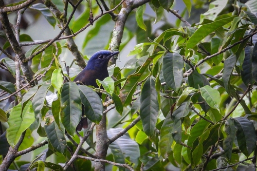 Cochoa azuré (Cochoa azurea)
