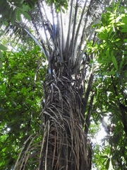 Attalea tessmannii