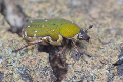 Glycyphana pygmaea