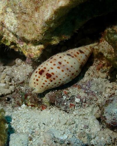 Quasimitra cardinalis observed 2023-05-06