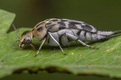 Glipa malaccana