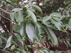 Ilex chinensis