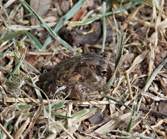 Odontophrynus