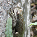 Córdoba Tree Frog - Photo (c) Lucas Rubio, some rights reserved (CC BY), uploaded by Lucas Rubio