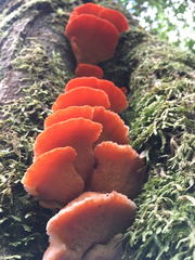 Aurantiporus pulcherrimus