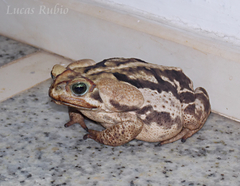 Rhinella icterica