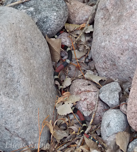 Argentinian Coral Snake