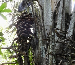 Attalea tessmannii