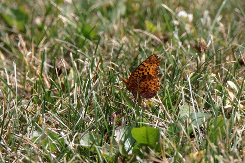Meadow Fritillary