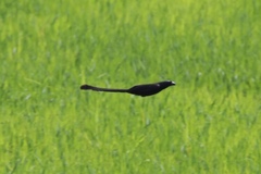 Crypsirina temia