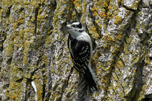 Downy Woodpecker
