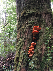 Aurantiporus pulcherrimus