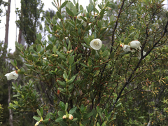 Eucryphia milliganii