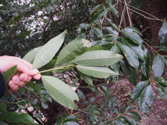 Ilex chinensis