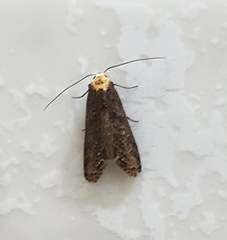Stictopterinae