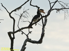 Anthracoceros coronatus