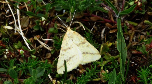 Aspitates ochrearia