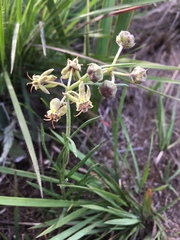 Miraglossum pulchellum