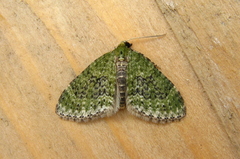 Acasis viretata