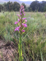 Disa stachyoides
