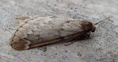 Alsophila aescularia