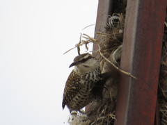 Campylorhynchus jocosus