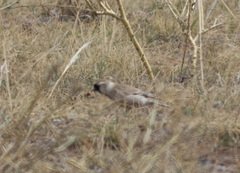 Montifringilla davidiana