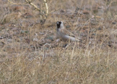 Montifringilla davidiana