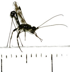 Doryctinae