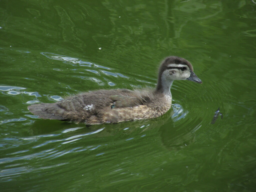 wood-duck-from-lake-george-st-cloud-mn-on-july-6-2023-at-12-29-pm-by