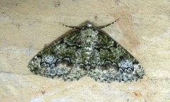 Cleorodes lichenaria