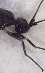 Doryctinae