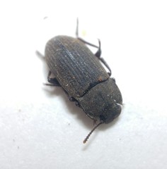 Gonocephalum rusticum