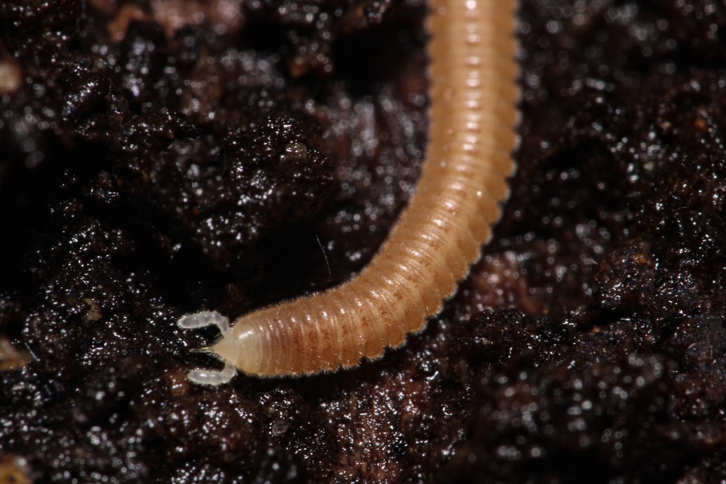 Snout Millipedes