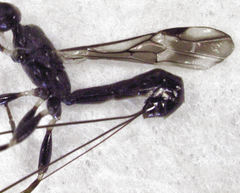 Doryctinae